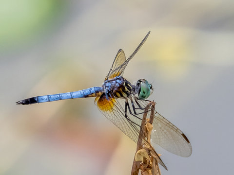 Close uo of a single Blue Dasher dragonfly (Pachydiplax longipnnis, with a plain background