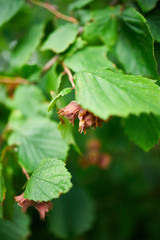 Hazelnuts are growing on the tree or bush, outdoor, autumn harvest. Copy space.