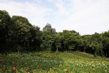 So many colorful lily flowers are blooming beautifully under blue sky at garden. Saitama,Japan.