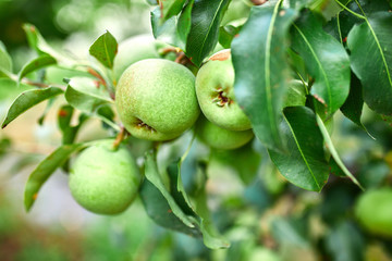 Organic, ripe pears in the summer garden, autumn harvest, Close up view of Pears grow on pear tree branch with leaves under sunlight, Selective focus on pears..