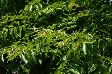 Fototapeta na wymiar fresh green Azadirachta indica leaf in nature garden