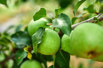 Organic, ripe pears in the summer garden, autumn harvest, Close up view of Pears grow on pear tree branch with leaves under sunlight, Selective focus on pears..