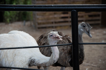 Des autruches qui chassent les mouches