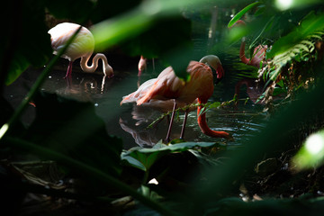 Un flamant rose à travers des plantes