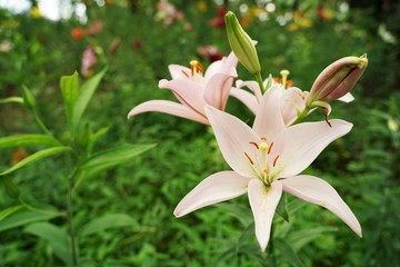 Pink and so many other colorful lily flowers are blooming beautifully at garden. Saitama,Japan.