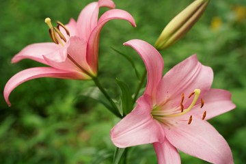 Pink and so many other colorful lily flowers are blooming beautifully at garden. Saitama,Japan.