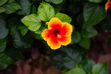 An hawaiian hibiscus
