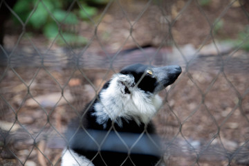 Un lémurien qui pense