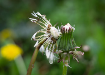 Couple of stems of the wild officinal dandelion plant, with and without seeds with the typical umbrella shape. Wet dandelion flowers and seeds