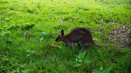 Un petit wallaby dans l'herbe
