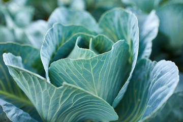 Fresh cabbage plants on the field, autumn harvest, cabbage are growing in garden, organic vegetable background, agriculture concept..