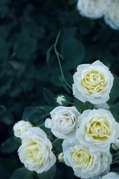 Yellow white rose in dark forest