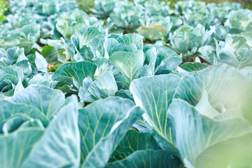 Fototapeta na wymiar Rows of fresh cabbage plants on the field, autumn harvest, cabbage are growing in garden, organic vegetable background, agriculture concept..