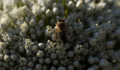 Leek blooming. Pollination of plants by insects.