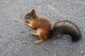 A red squirrel nibbles a hazelnut in the Park.