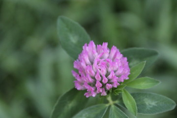 flower of a clover