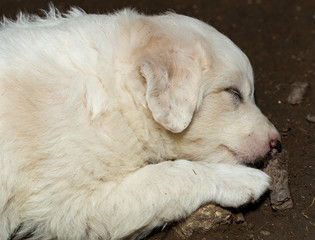 A small white puppy is sleeping on the ground. Portrait of an animal.