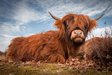 Scottish Highland cow looks into the camera
