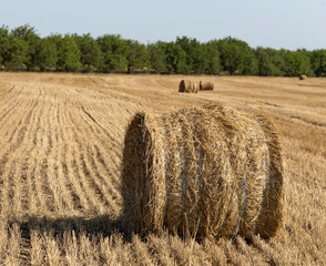 Fototapeta premium Wheat harvesting. Round bales of straw in the field.