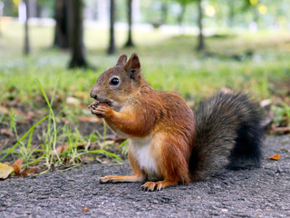 Naklejka na ściany i meble A red squirrel nibbles a hazelnut in the Park.