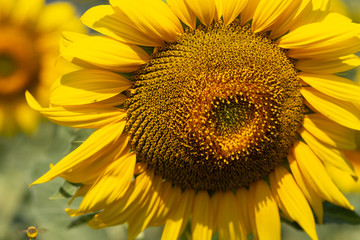 Image of beautiful sunflowers photographed close. Sunflower Flower Blossom.