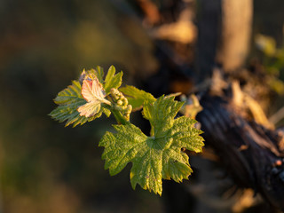 Young, green shoots on a grape Bush. Viticulture-grape flowers on the background of the sunset. Wine-making. Technology of wine production in Moldova.