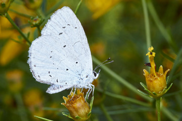Papillon, Le Houx Bleu, Azuré des Nerpruns Celastrina argiolus