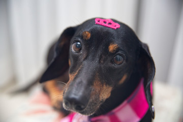 portrait of a dachshund