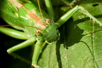 Grande sauterelle verte.