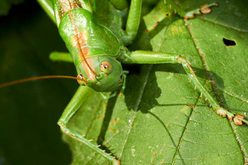 Grande sauterelle verte.