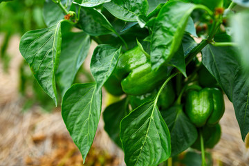 Fototapeta na wymiar Green peppers growing in the garden outdoor, agriculture, autumn harvest..