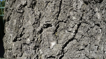 tree texture