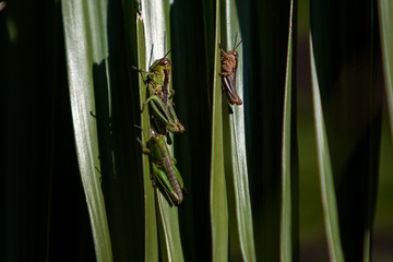 MEXICO CITY, MEXICO - AUGUST 1: A couple of crickets seen on the a branch at a garden  on August 1, 2019 in Mexico City, Mexico