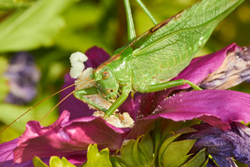 Grande sauterelle verte.