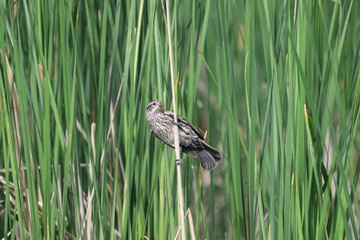 bird on the grass