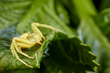 Araignée thomise jaune