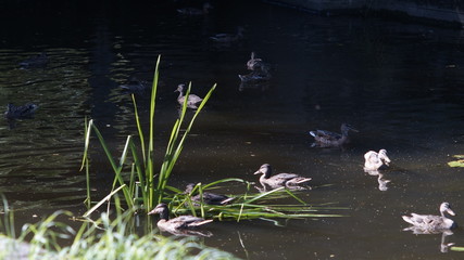 ducks