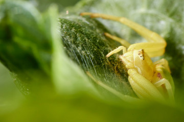 Araignée thomise jaune