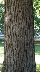tree texture