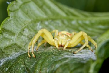 Araignée thomise jaune
