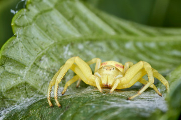 Araignée thomise jaune