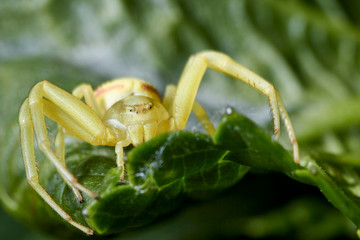 Araignée thomise jaune