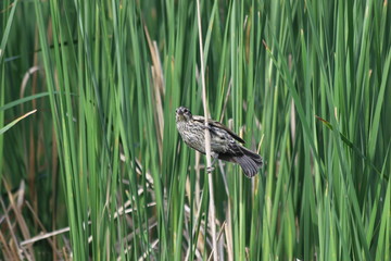 Bird in rushes