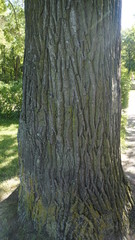 tree texture