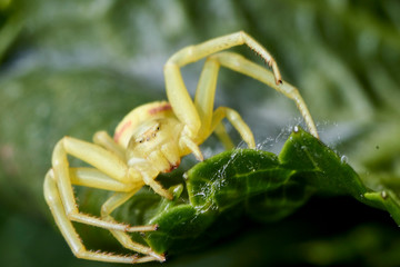 Araignée thomise jaune