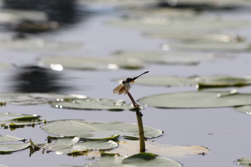 Dragonfly on lake stem