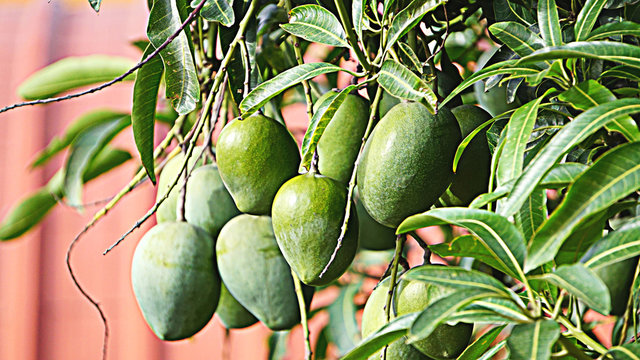 Bunch of raw mangoes hanging in a mango tree in Asha Kiran Special Needs School, Horamavu, Bangalore, India. 