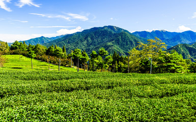 Fototapeta na wymiar Beautiful tea plantation landscape on the mountaintop of Taichung, Taiwan.