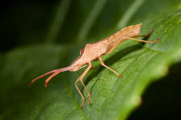 Punaise de lit ou Punaise de bois