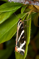 Papillon